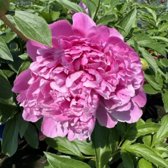 Paeonia lactiflora "Monsieur Jules Elie"