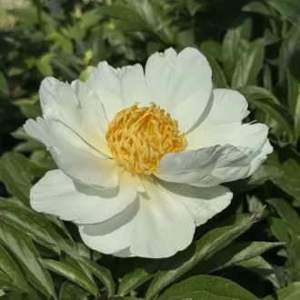 Paeonia lactiflora "Moon of Nippon"