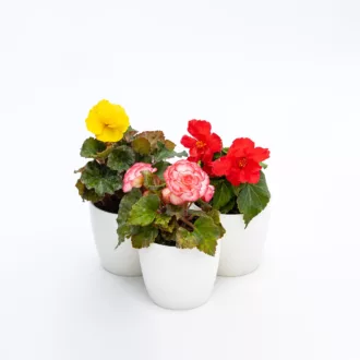 Begonia "Non Stop" in variet
