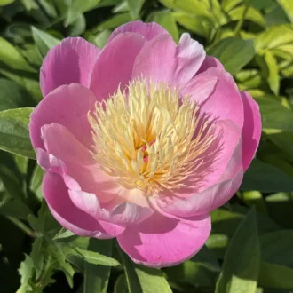 Paeonia "Bowl of Beauty" - Bulbo