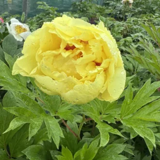Paeonia Itoh "Bartzella"