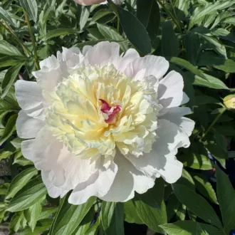 Paeonia lactiflora "Madame Calot"