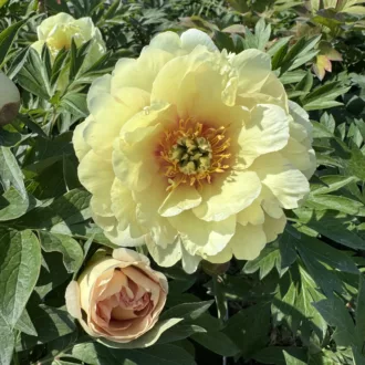 Paeonia Itoh "Canary Brilliants"