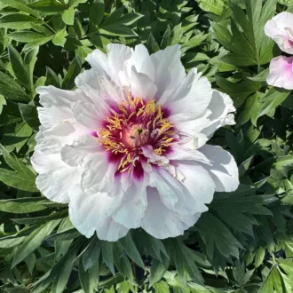Paeonia Itoh "Cora Louise"