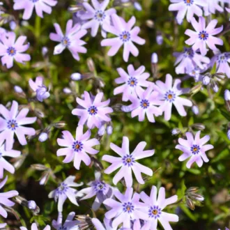 Phlox subulata "Fabulous Blue Dark Center"