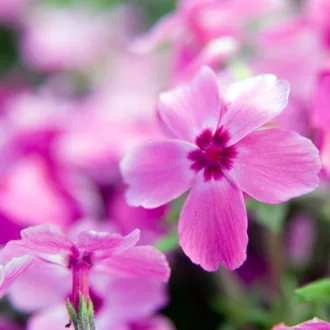 Phlox subulata "Red Wings"