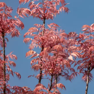 Toona sinensis "Flamingo"