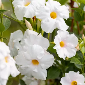 Dipladenia o Sundaville "White"