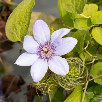 Clematis Boulevard "Bernadine"