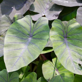 Colocasia esculenta "Madeira"