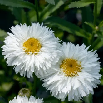 Leucanthemum maximum "Laspider"