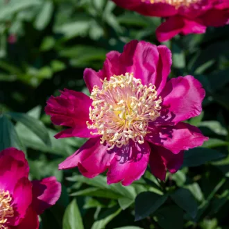 Paeonia lactiflora "Tom Cat"