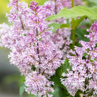 Syringa x prestoniae "Minuet"
