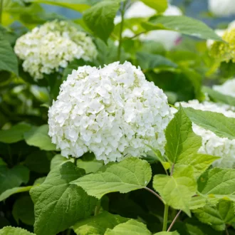 Hydrangea arborescens "Annabelle"