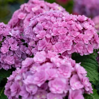 Hydrangea macrophylla "You & Me Together"