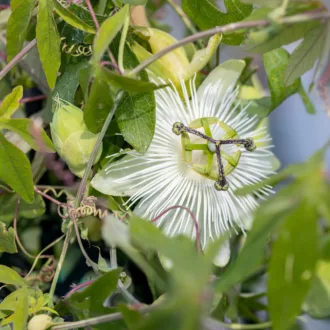 Passiflora "Snow Queen"