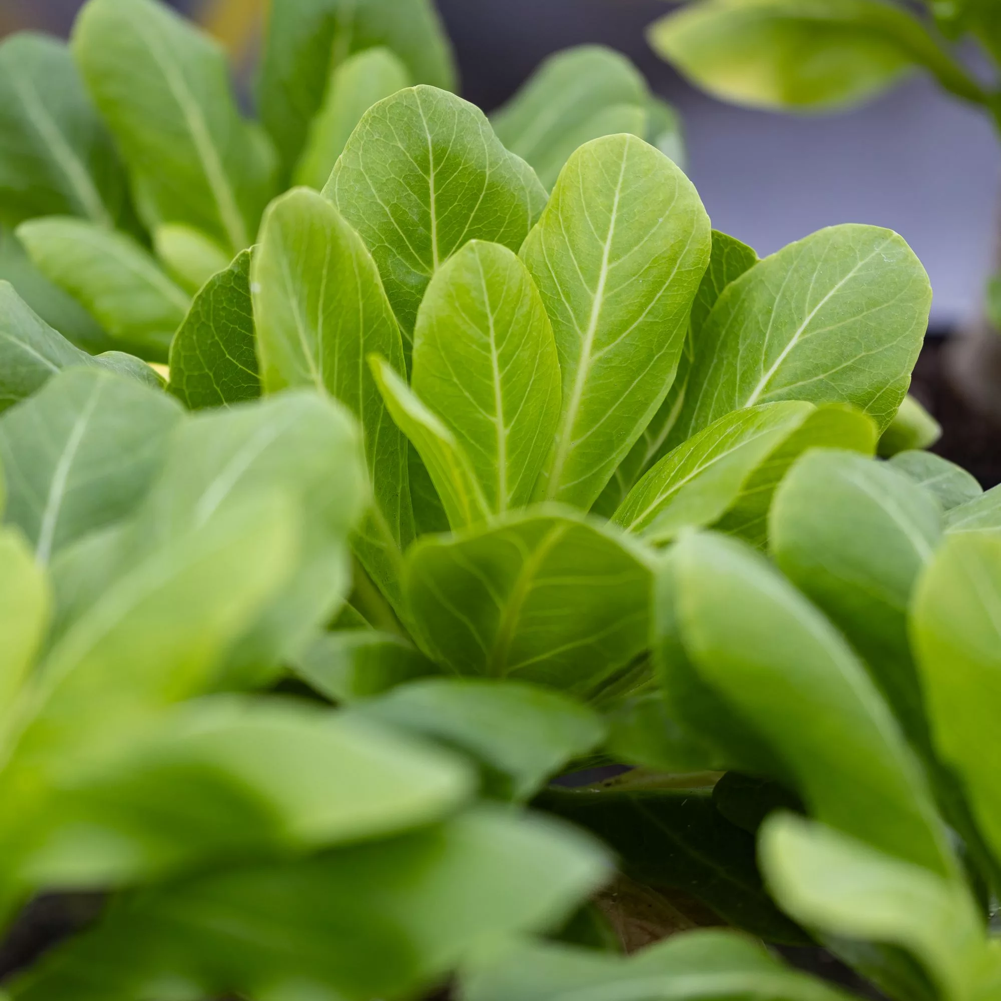 Brighamia insignis