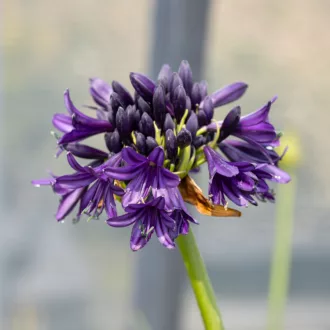 Agapanthus "Black Jack"