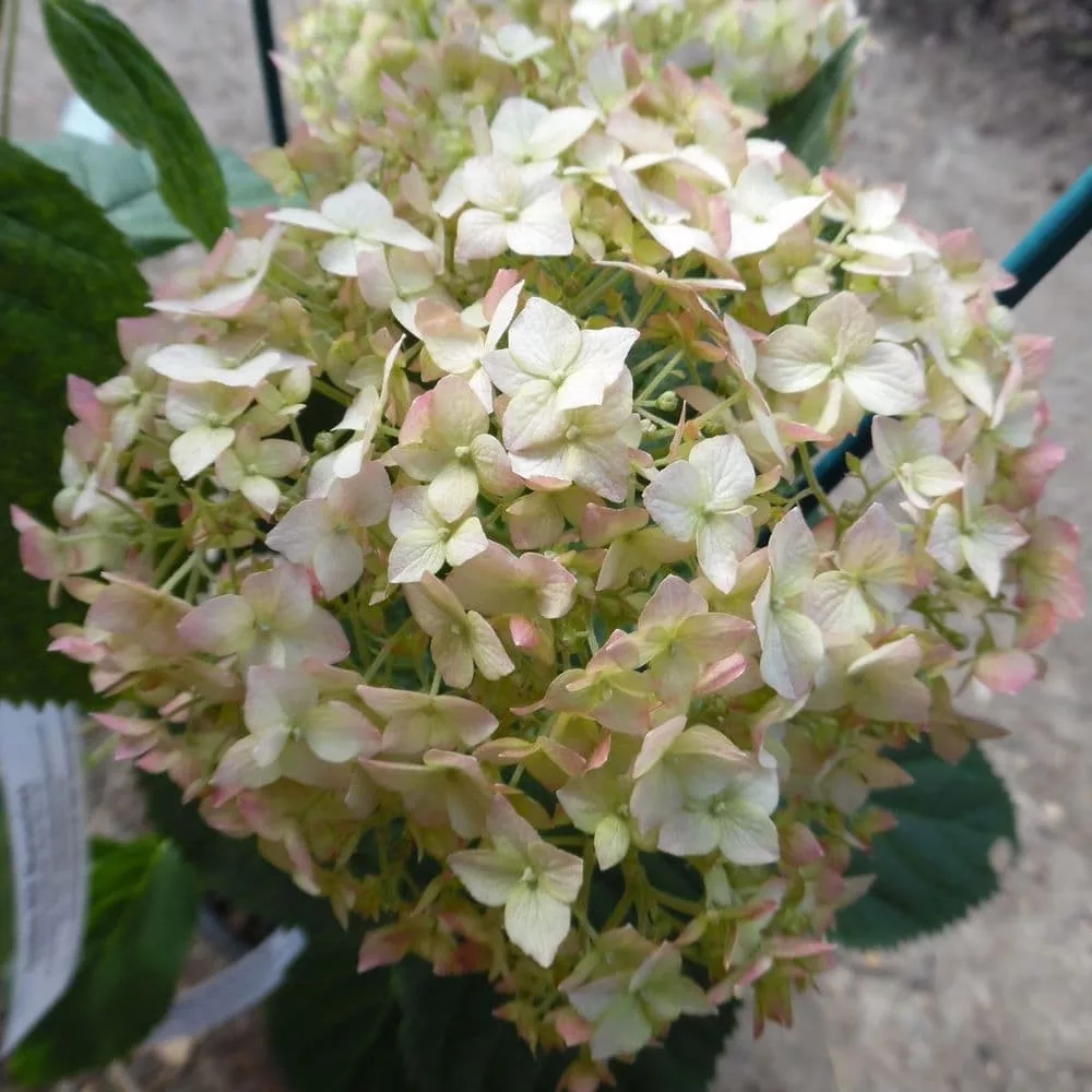 Hydrangea arborescens "Candybelle Marshmallow"