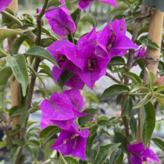 Bougainvillea "Sanderiana"