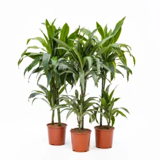 Dracaena fragrans in variet