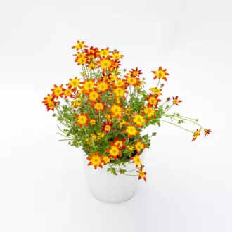 Bidens "Orange"
