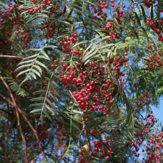 Schinus molle