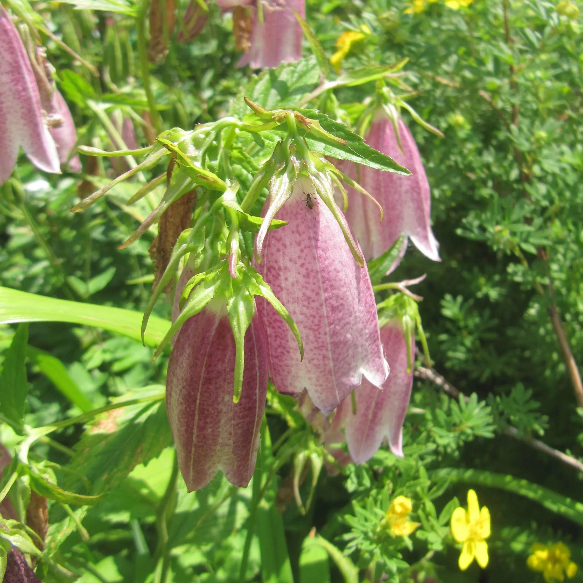 Campanula takesimana