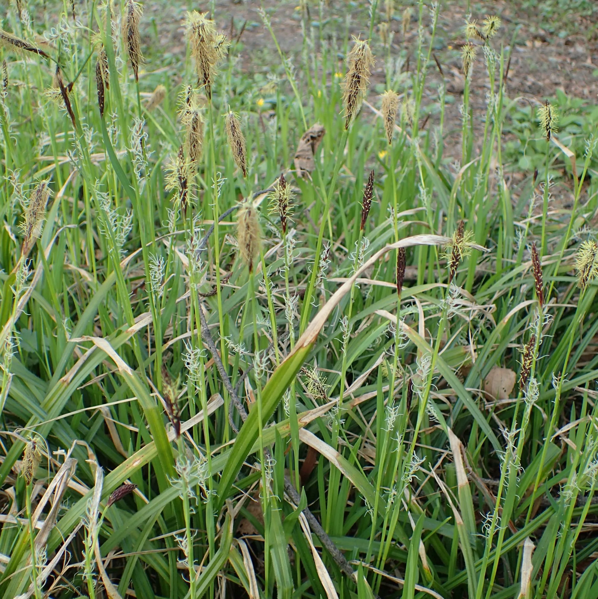 Carex pilosa “Copenhagen Select”