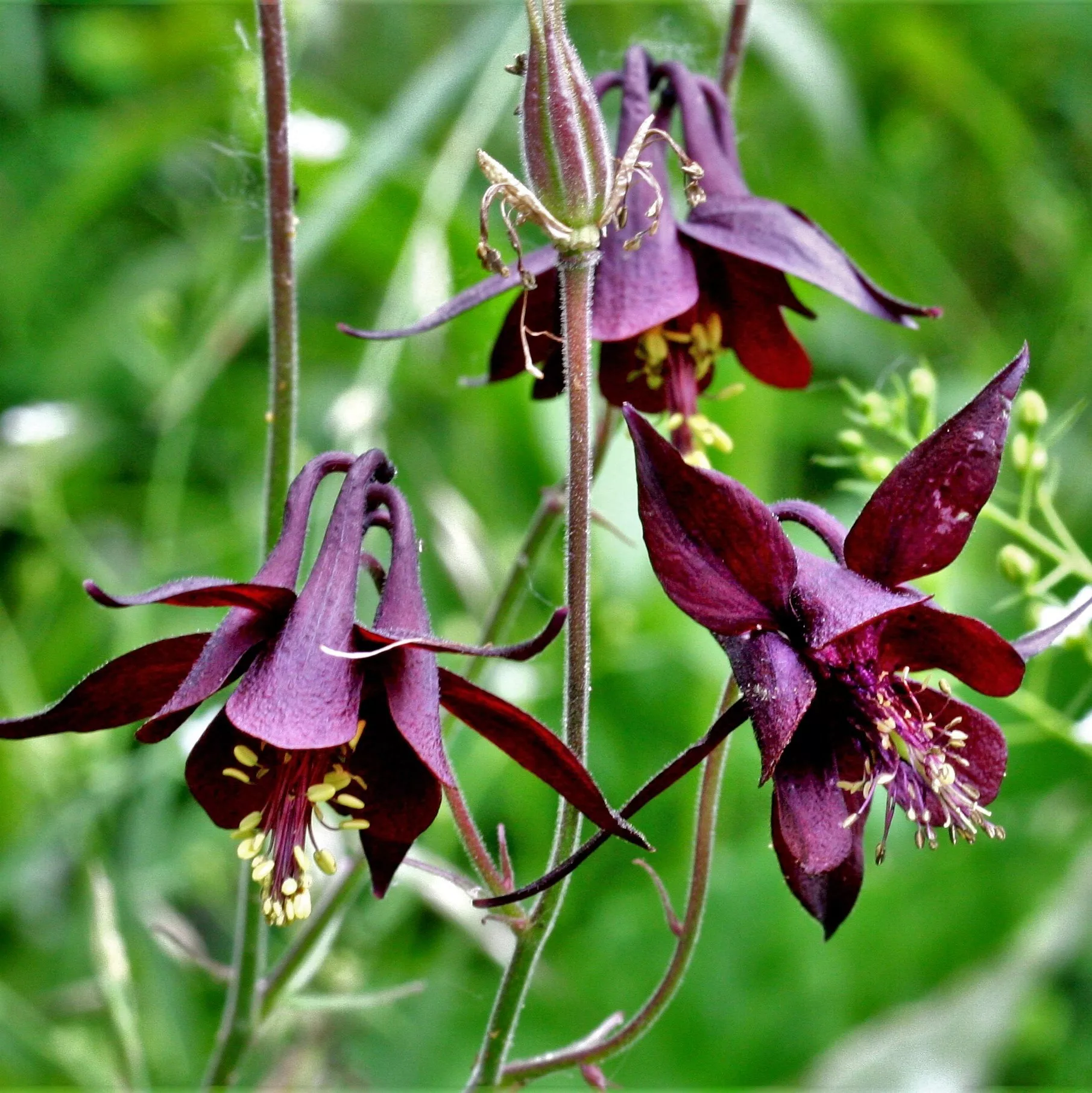 Aquilegia atrata