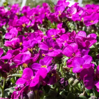 Arabis caucasica "Aubris Deep Rose"