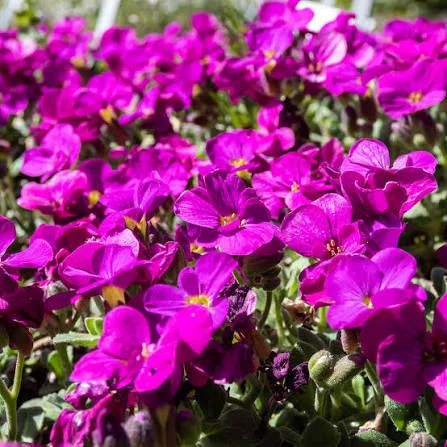 Arabis caucasica “Aubris Deep Rose”