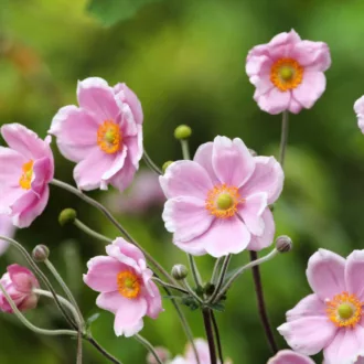 Anemone hupehensis "Rose Shades"