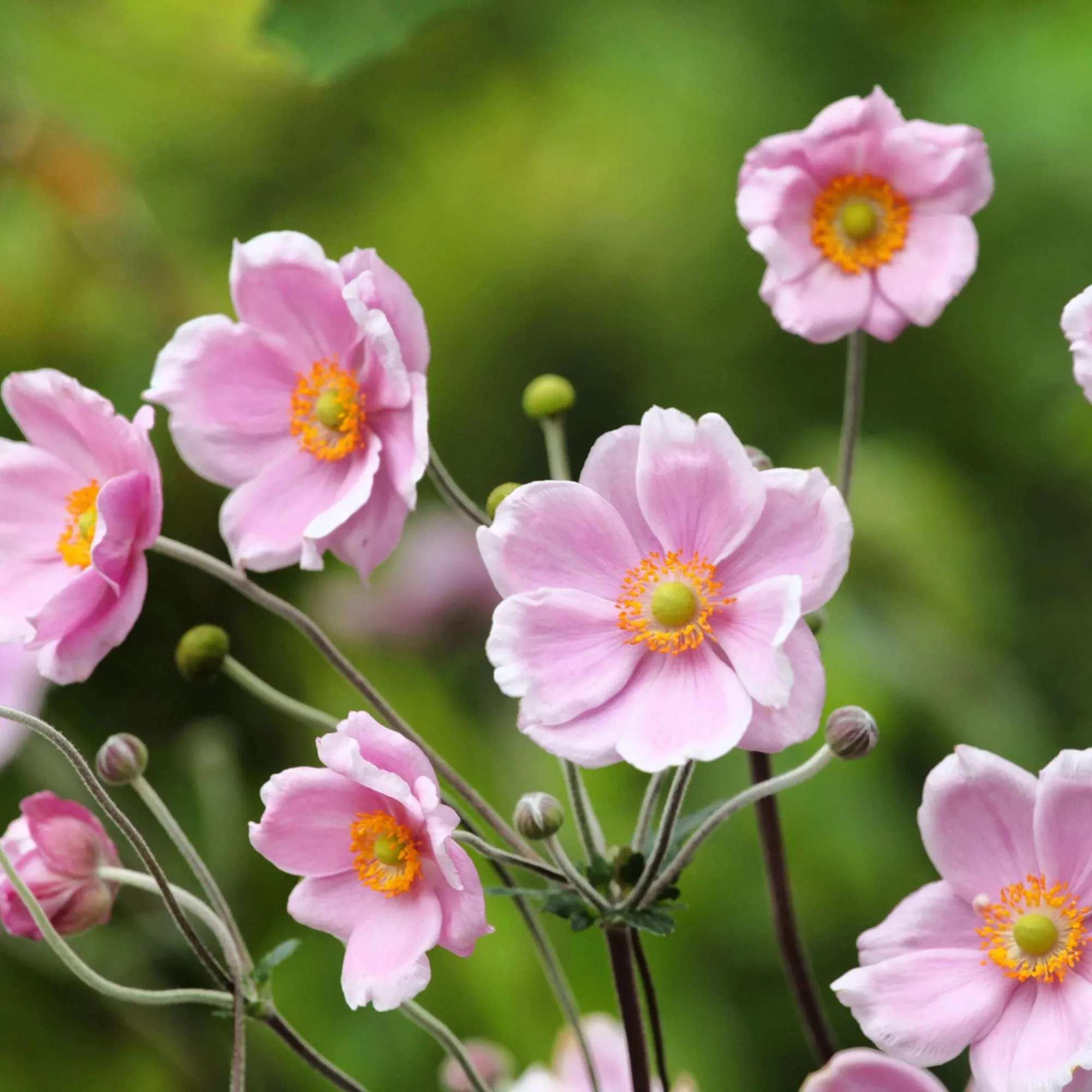 Anemone hupehensis “Rose Shades”