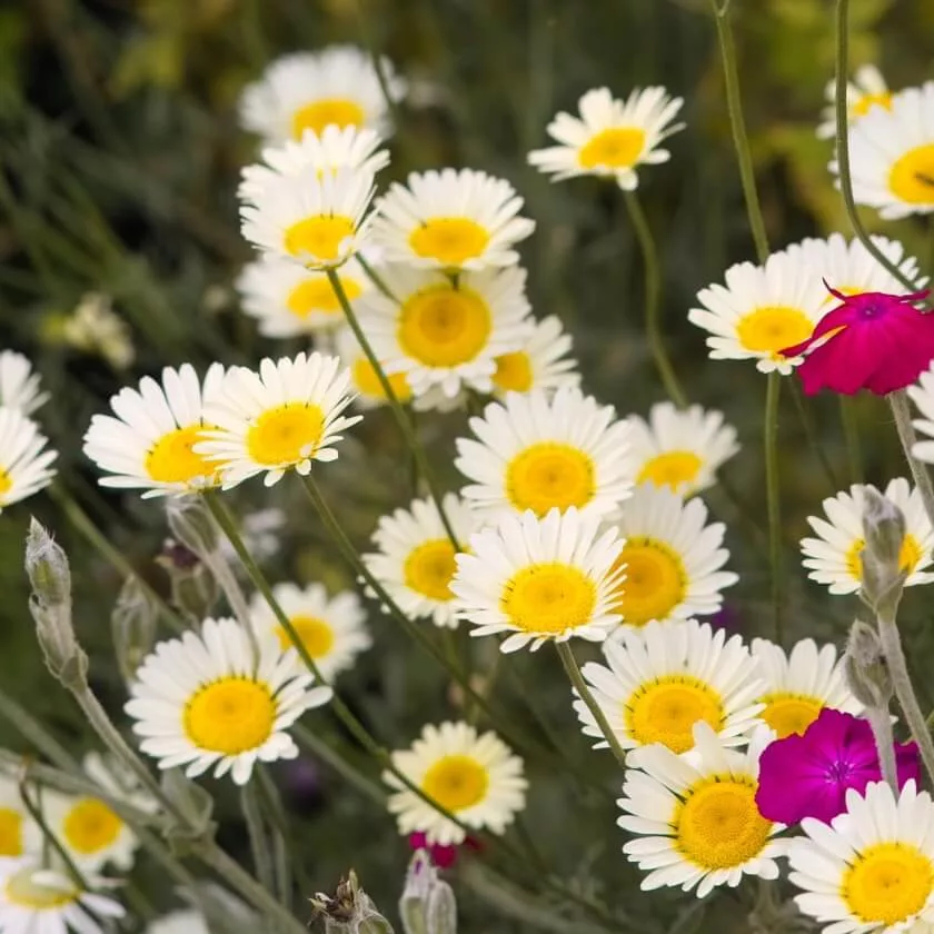 Anthemis tinctoria “Alba”