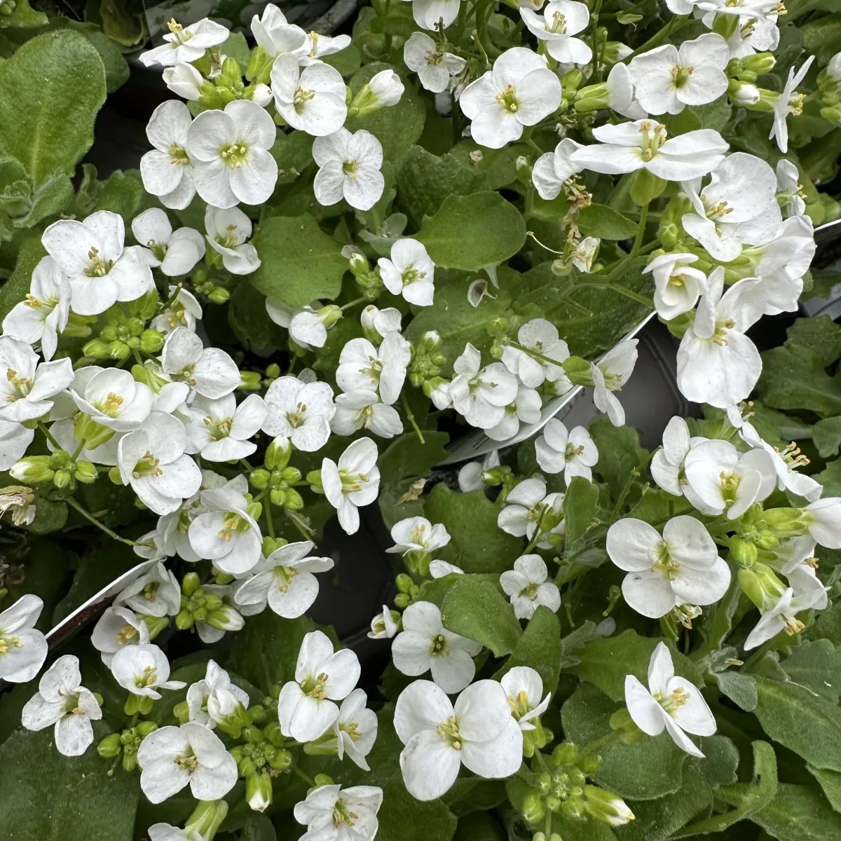 Arabis caucasica “Aubris White”