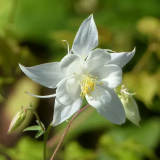 Aquilegia vulgaris "Alba"