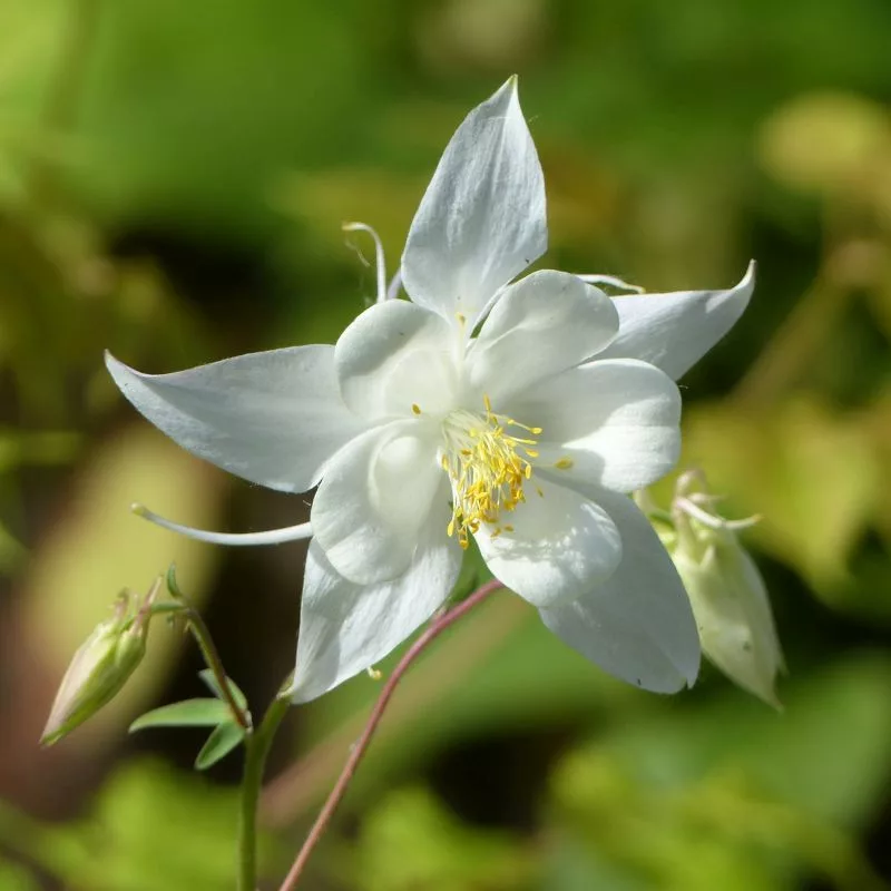 Aquilegia vulgaris “Alba”