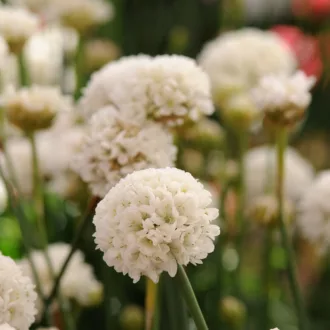 Armeria pseudarmeria "Ballerina White"