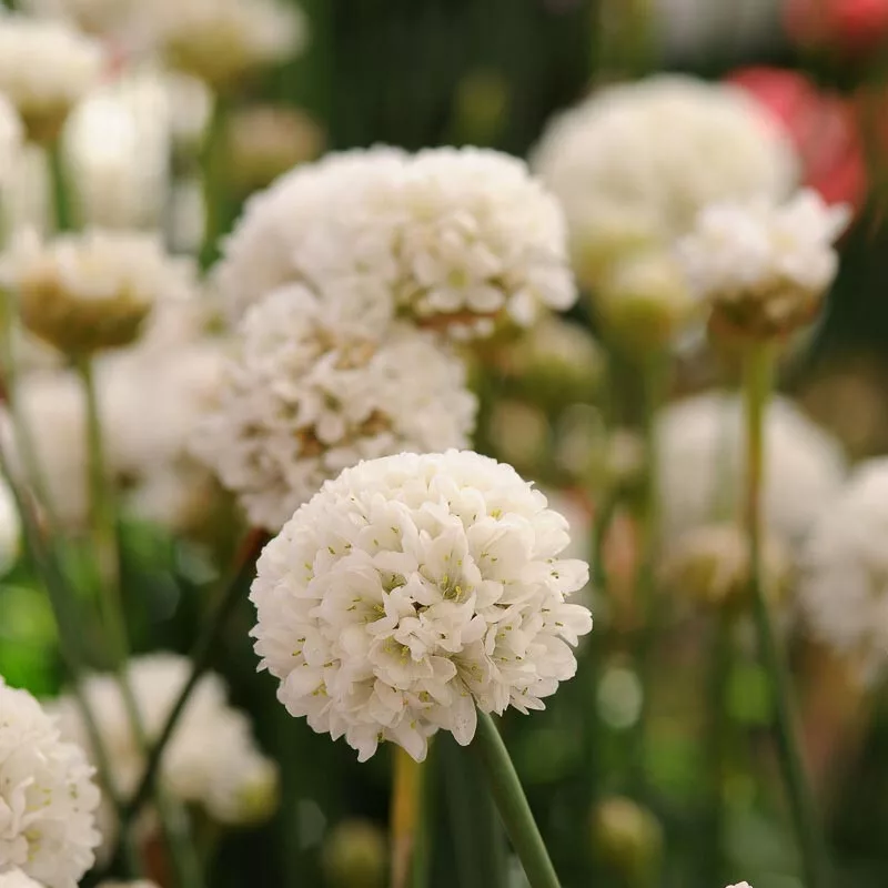 Armeria pseudarmeria “Ballerina White”