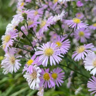 Aster dumosus "Rosa Triumph"