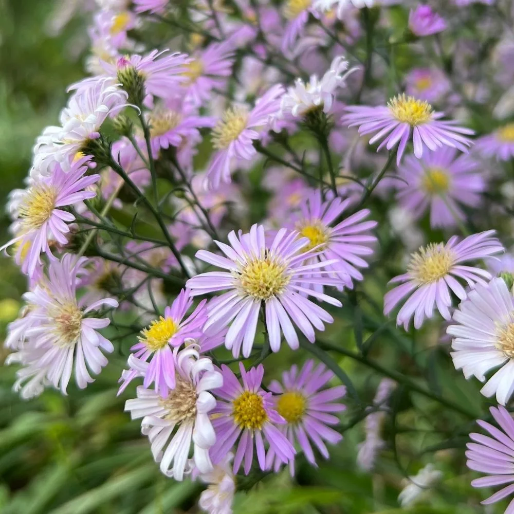 Aster dumosus “Rosa Triumph”