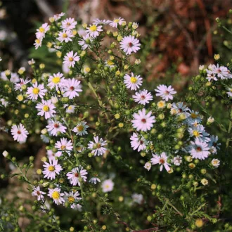 Aster ericoides "Pink Cloud"