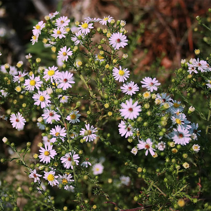 Aster ericoides “Pink Cloud”