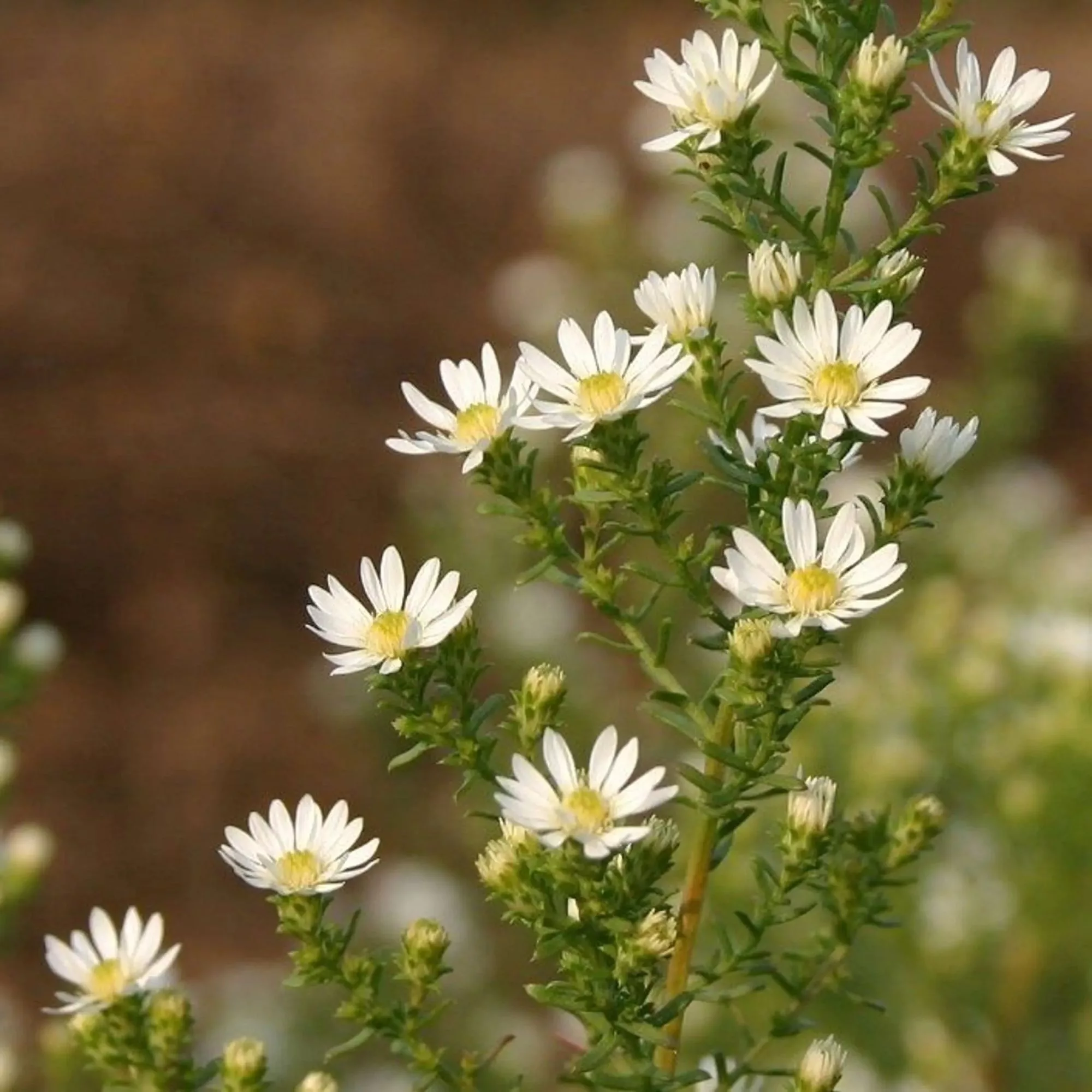 Aster ericoides “Schneetanne”