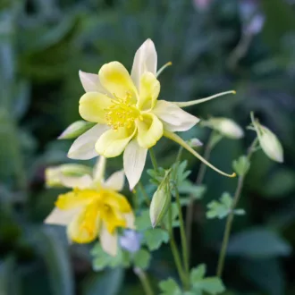 Aquilegia chrysantha "Denver Gold"