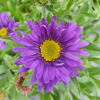Aster alpinus "Violet"
