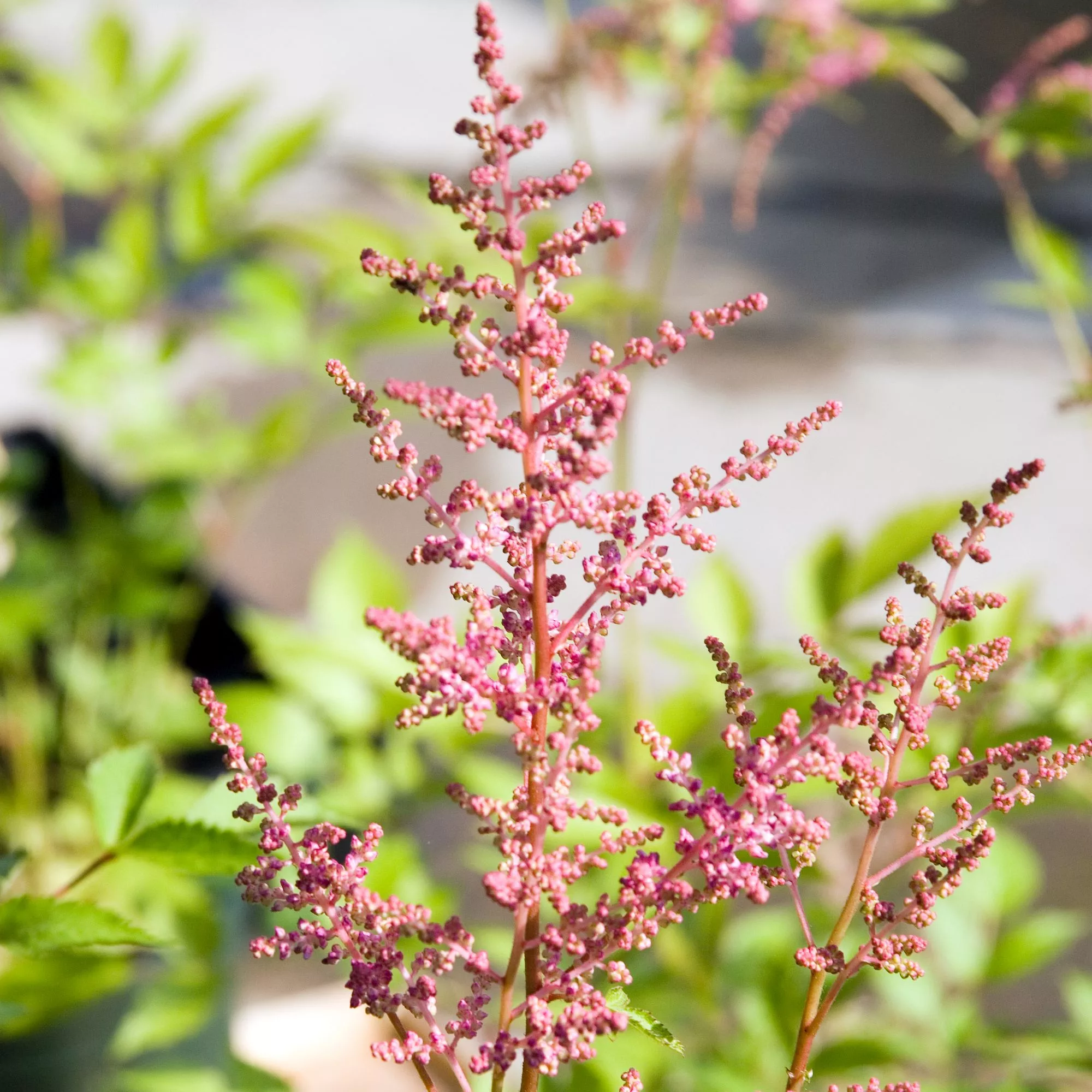 Astilbe x arendsii “Rhythm and Blues”
