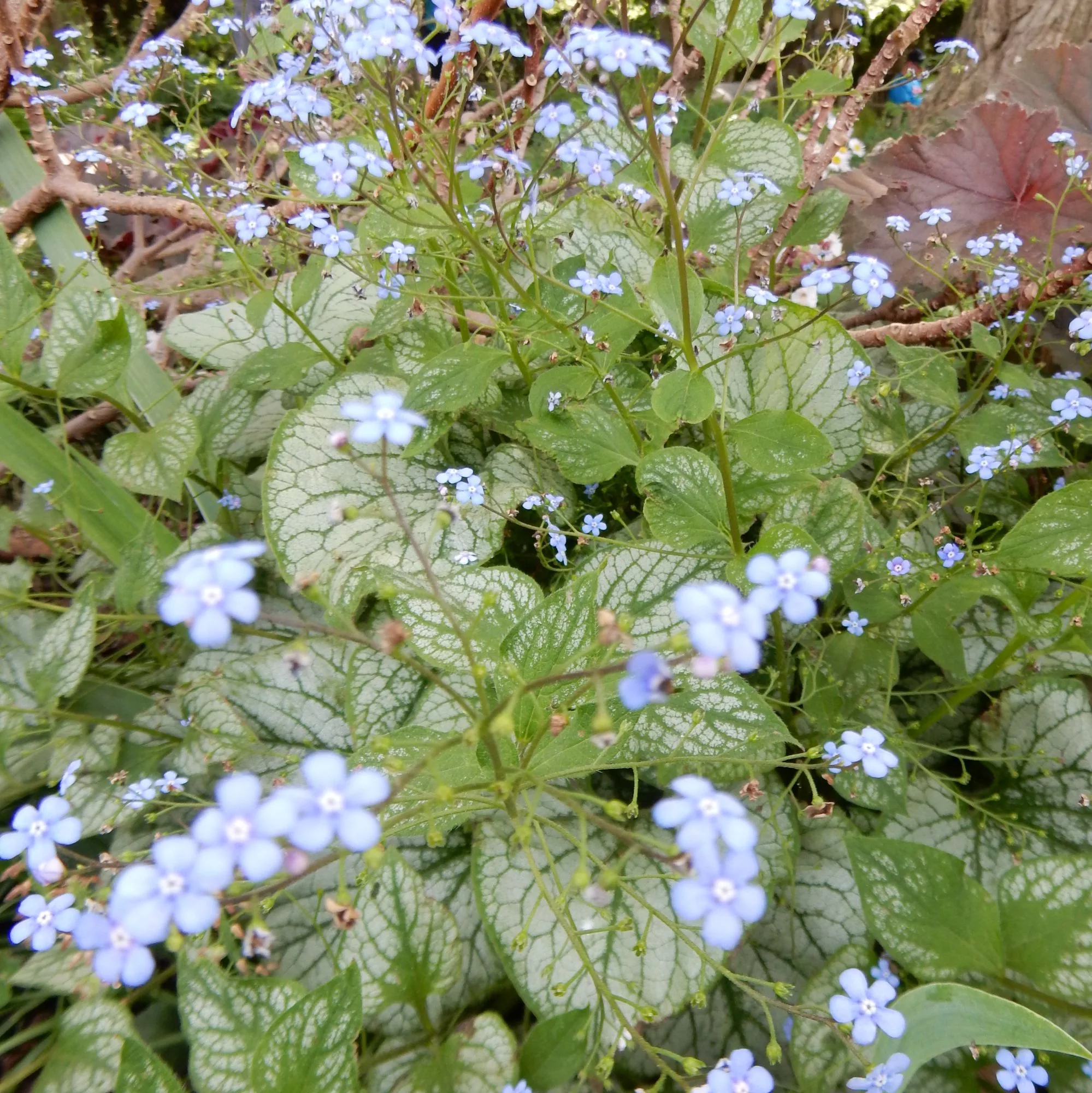 Brunnera macrophylla “Jack Frost”