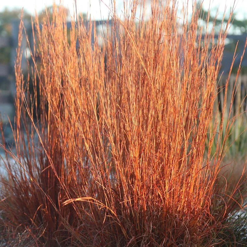 Andropogon scoparius “Blaze”